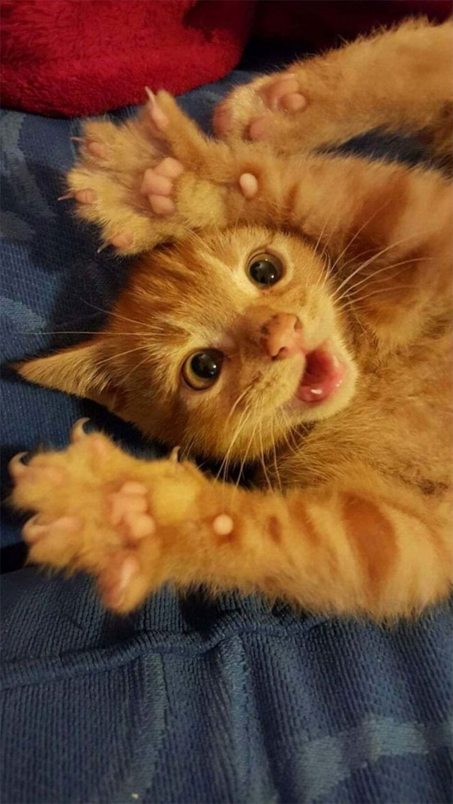 Le Groupe Mitaines Meurtrieres S Interesse Aux Chats Qui Exhibent Leurs Griffes Et Voici 22 Des Plus Mignons Ipnoze