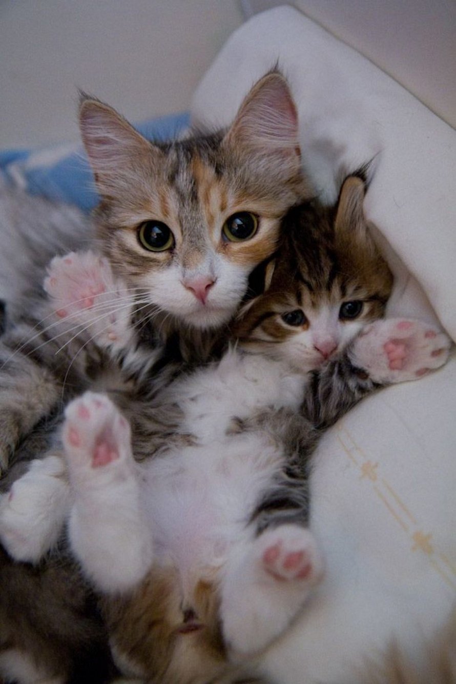 Ces chattes avec leurs mignons petits chatons vont te faire sourire