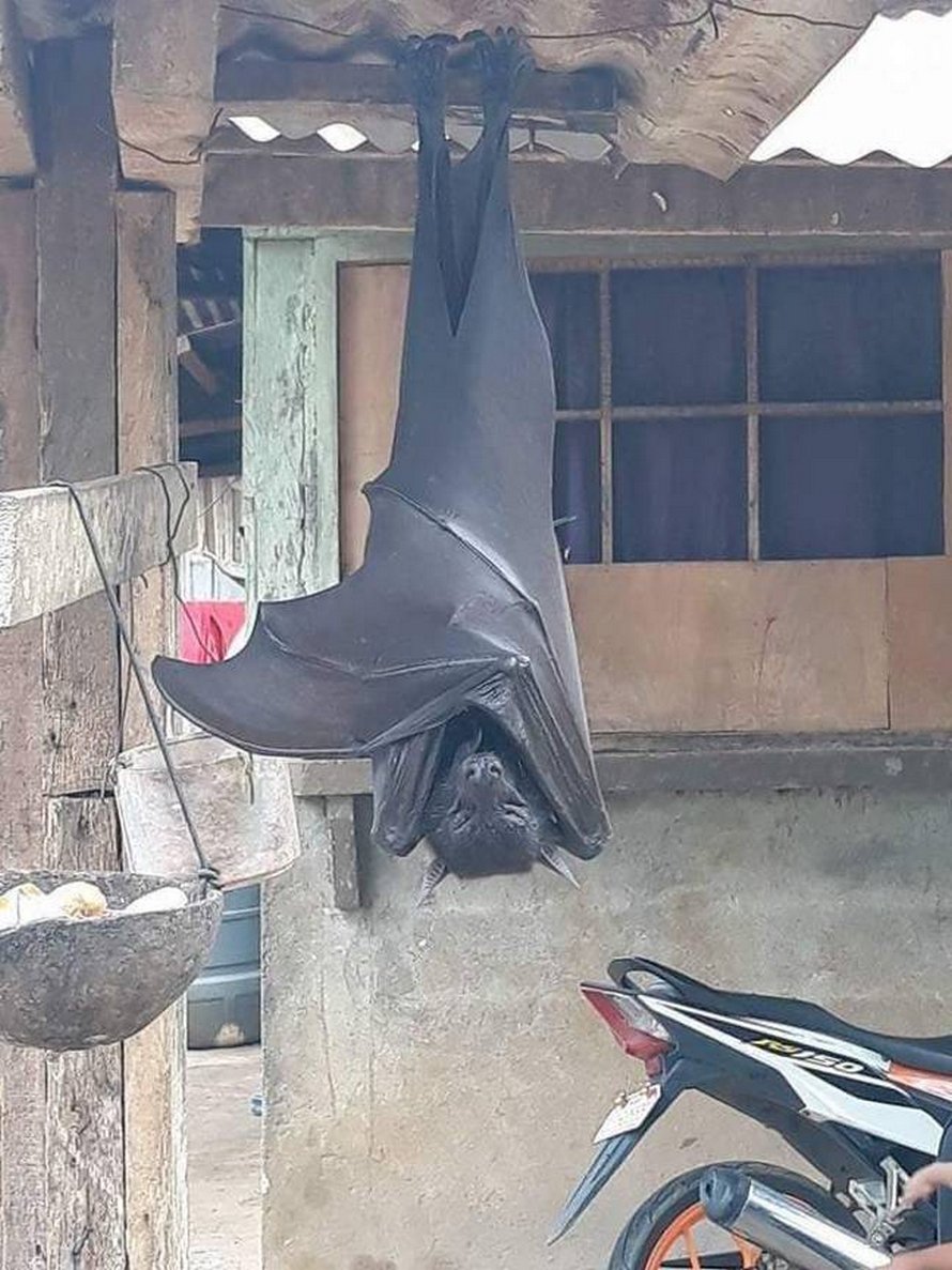 La Plus Grande Chauve Souris Au Monde Cette photo terrifiante d'une « chauve-souris de taille humaine » n'est pas  fausse - ipnoze