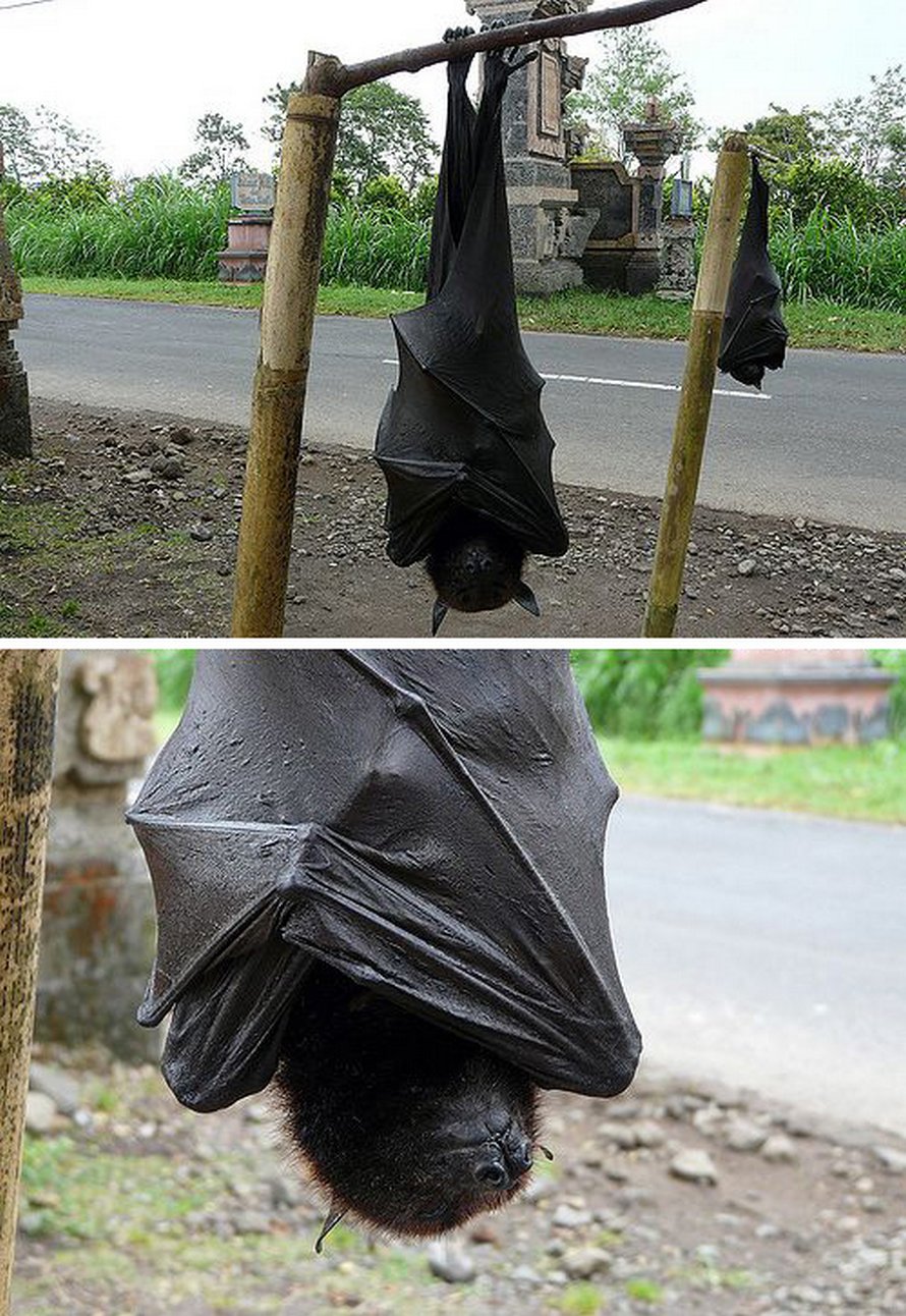 La Plus Grosse Chauve Souris Du Monde Darken lettuce guard la plus grande chauve souris du monde shade