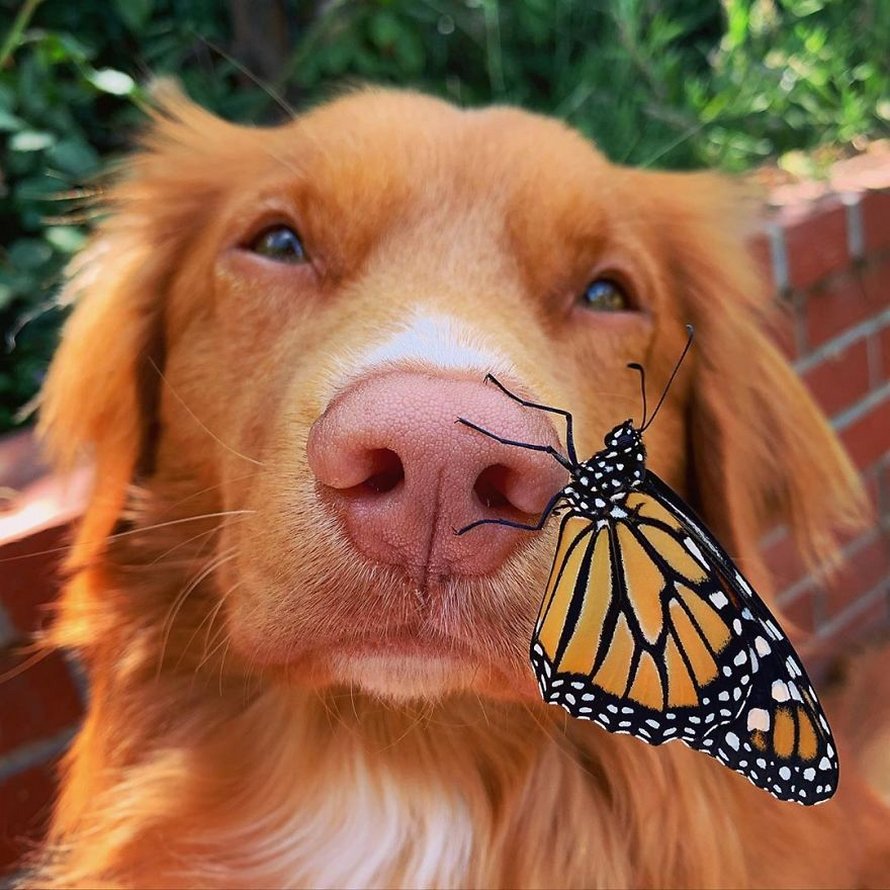 Ce gentil chien se lie d’amitié avec tous les papillons qui vivent dans son jardin