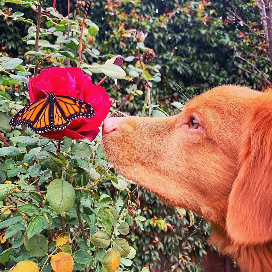 Ce gentil chien se lie d’amitié avec tous les papillons qui vivent dans son jardin