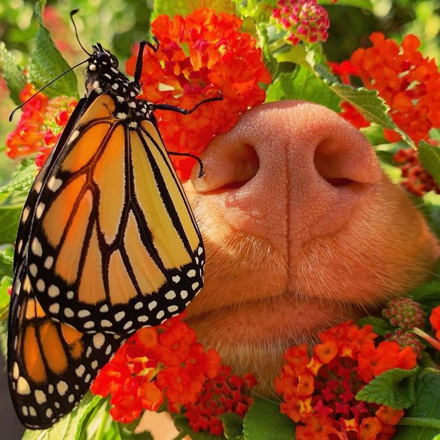 Ce gentil chien se lie d’amitié avec tous les papillons qui vivent dans son jardin