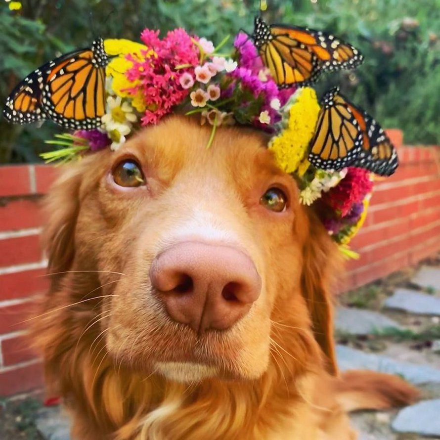 Ce gentil chien se lie d’amitié avec tous les papillons qui vivent dans son jardin
