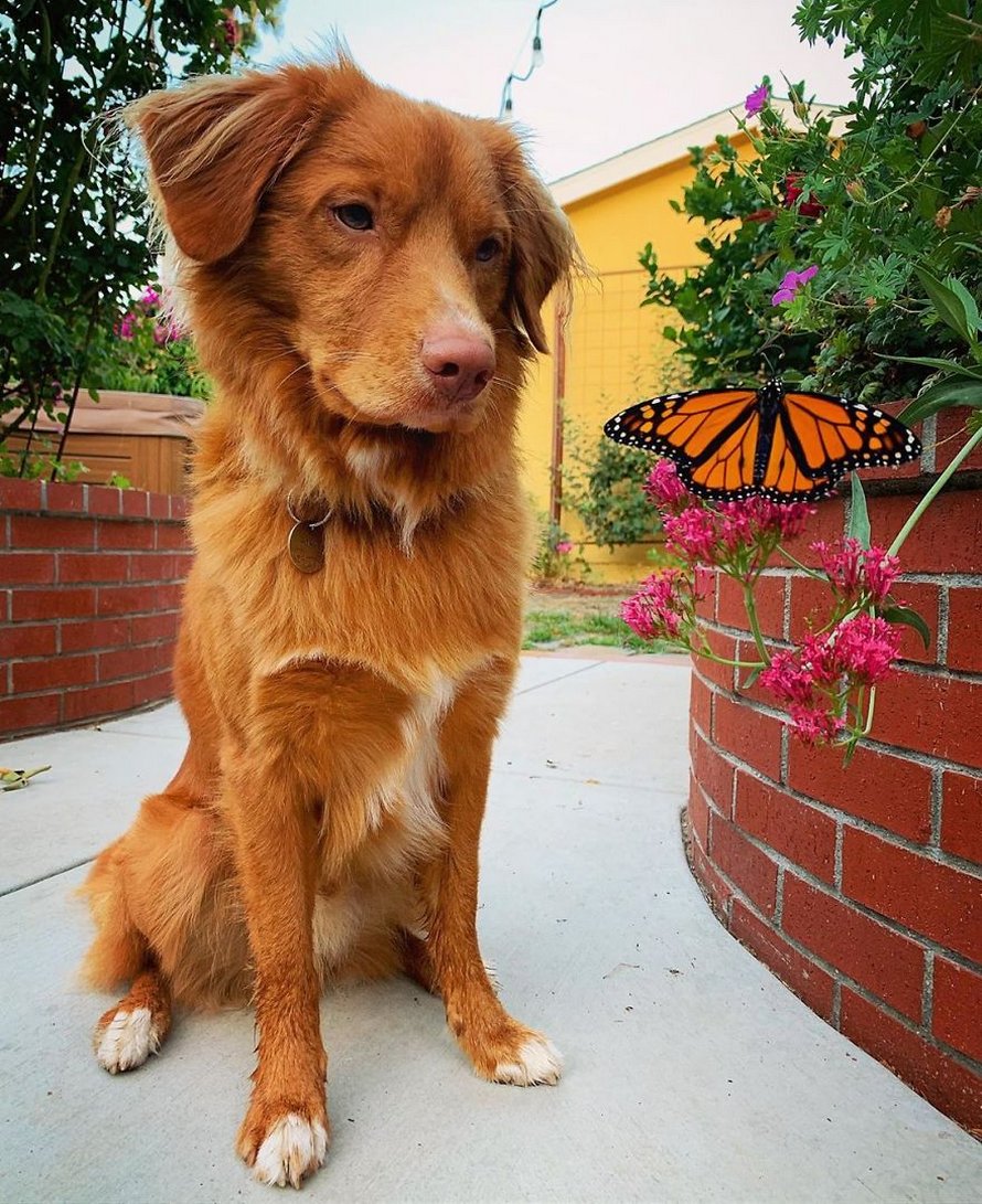 Ce gentil chien se lie d’amitié avec tous les papillons qui vivent dans son jardin