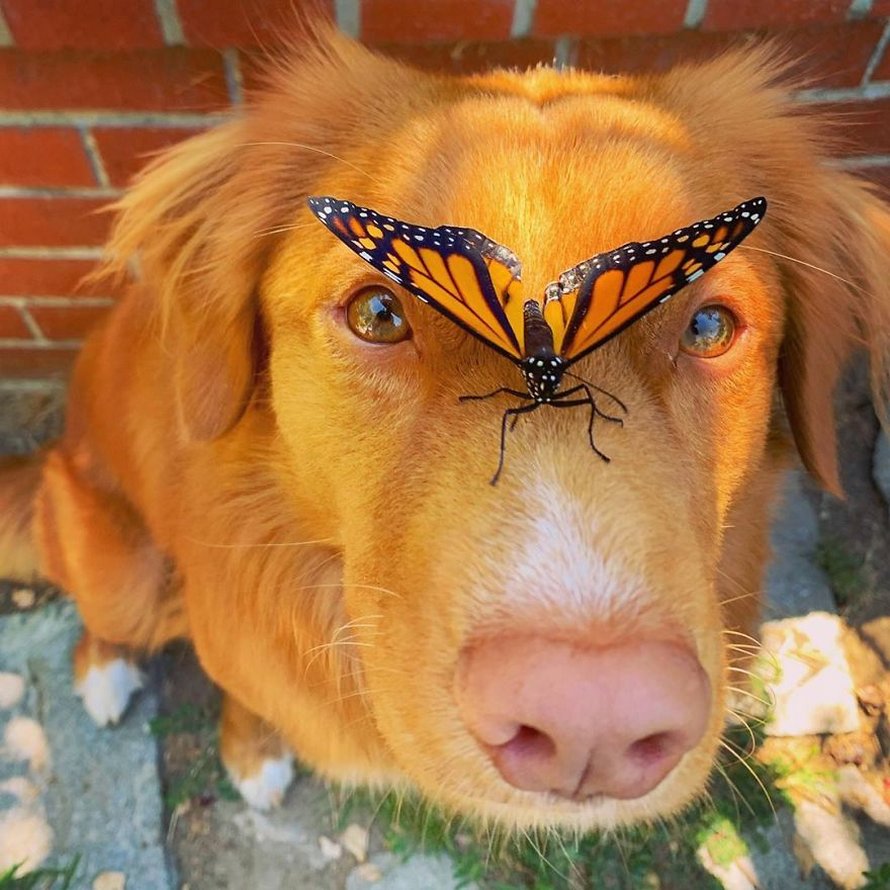 Ce gentil chien se lie d’amitié avec tous les papillons qui vivent dans son jardin