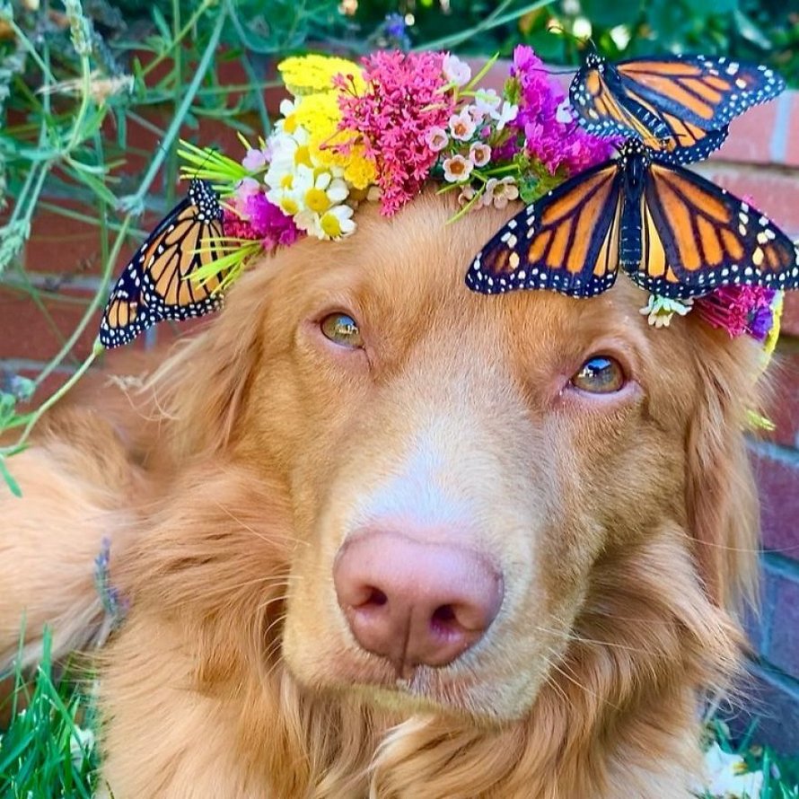 Ce gentil chien se lie d’amitié avec tous les papillons qui vivent dans son jardin