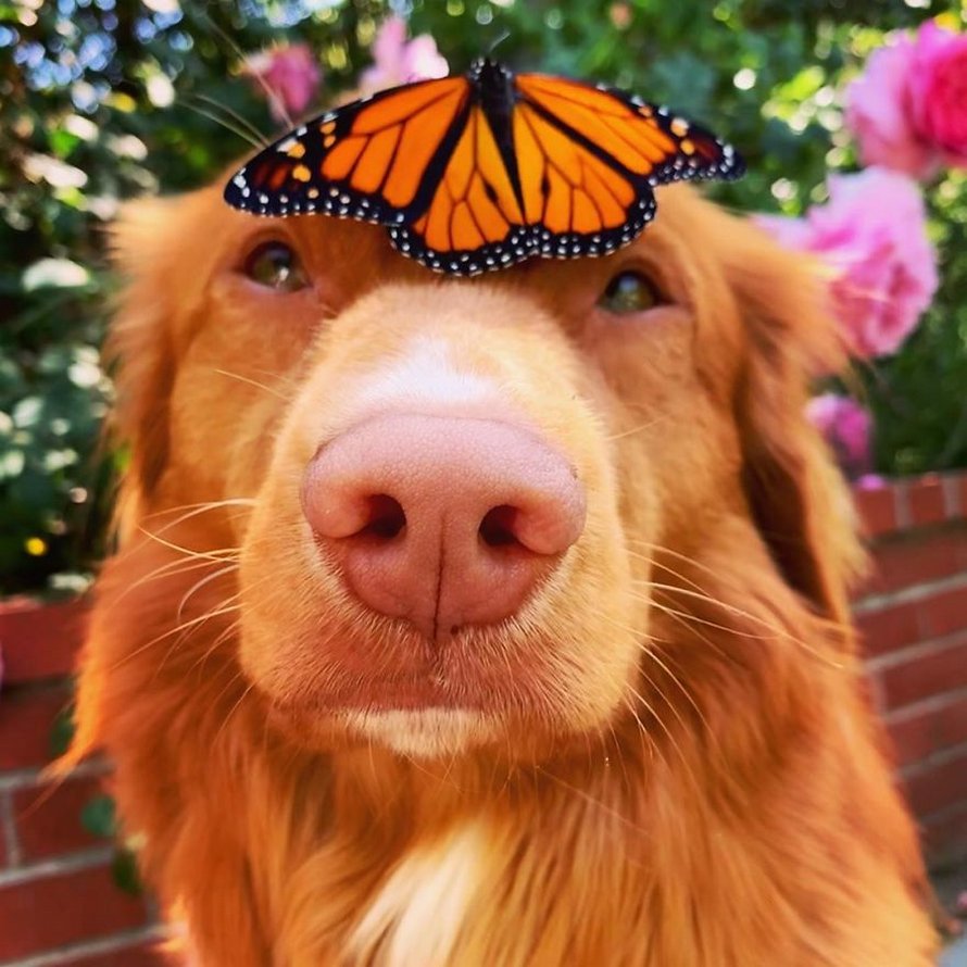 Ce gentil chien se lie d’amitié avec tous les papillons qui vivent dans son jardin