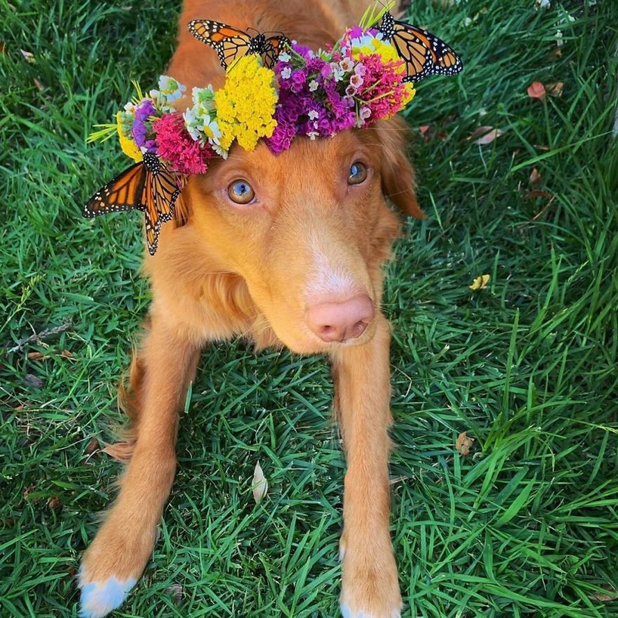 Ce gentil chien se lie d’amitié avec tous les papillons qui vivent dans son jardin