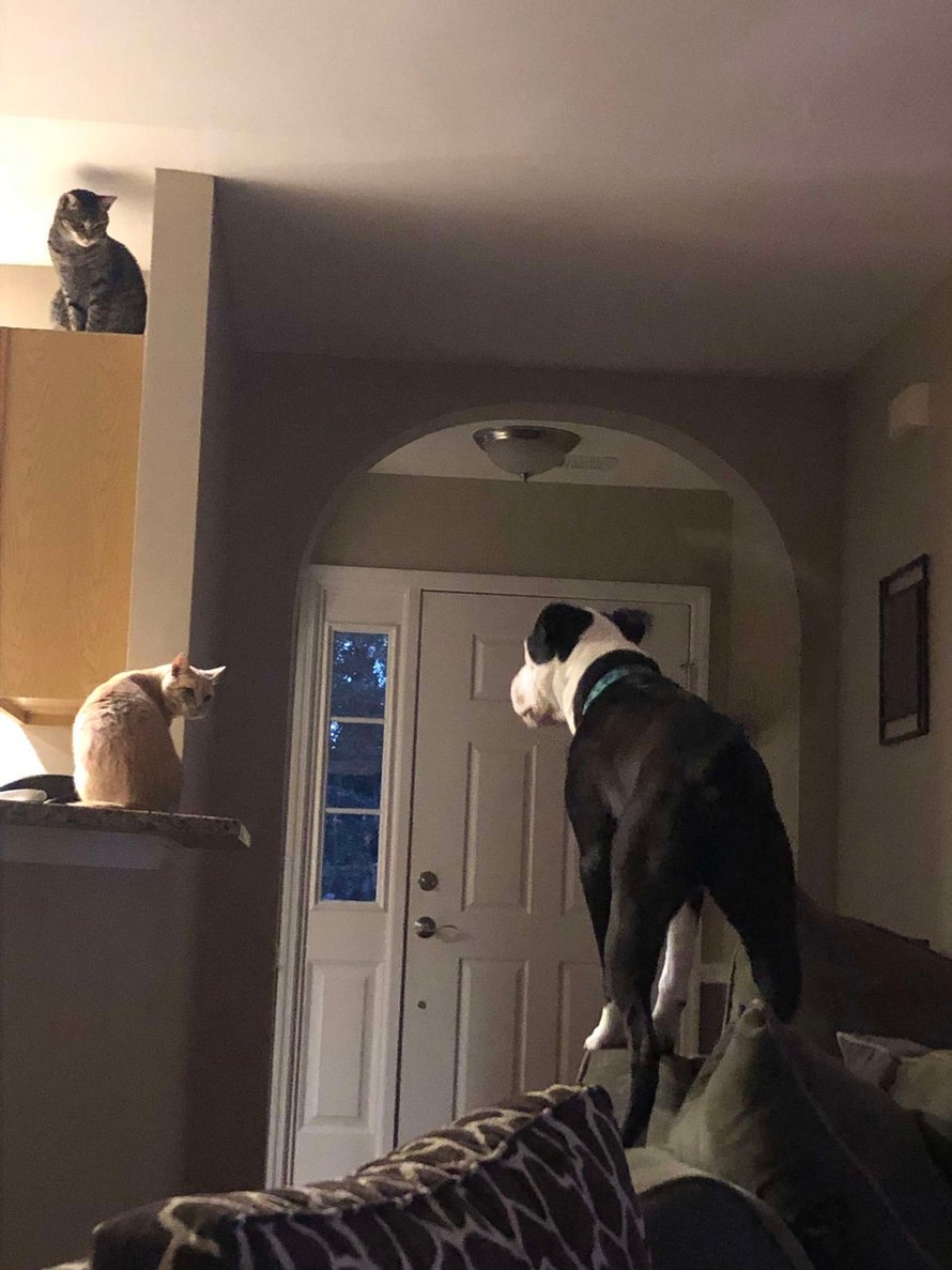 Ce chien secouru est absolument convaincu qu’il est un chat