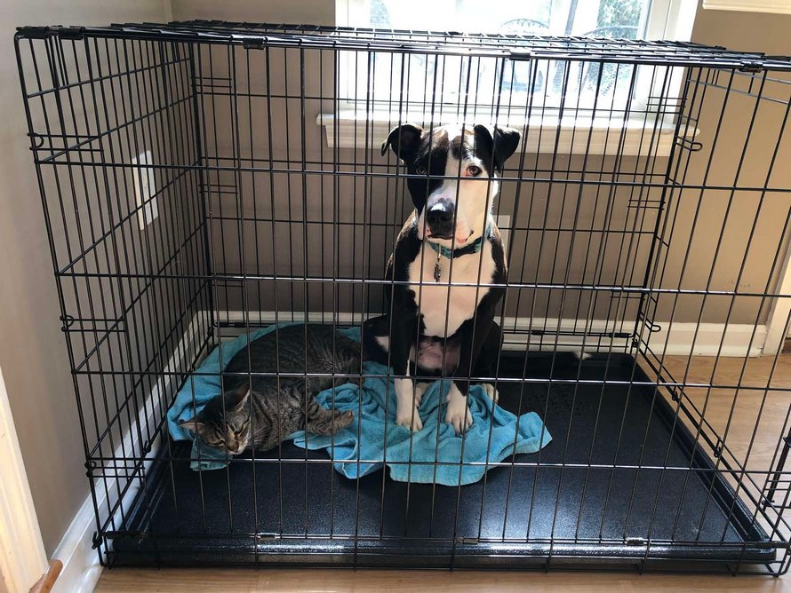 Ce chien secouru est absolument convaincu qu’il est un chat