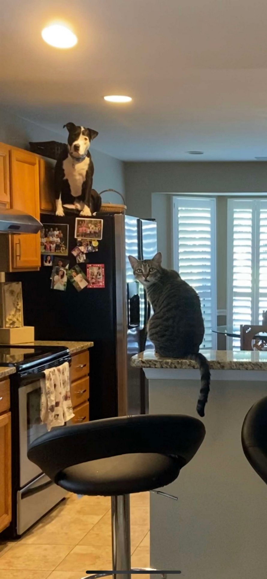 Ce chien secouru est absolument convaincu qu’il est un chat