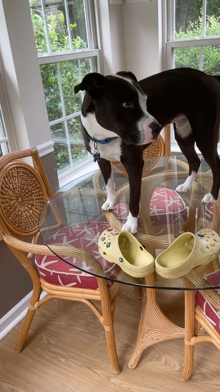 Ce chien secouru est absolument convaincu qu’il est un chat