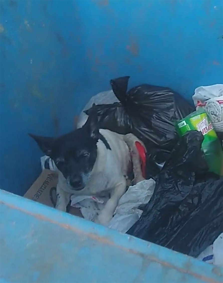 Une chienne souffrant d’une tumeur est jetée dans une benne à ordures comme un déchet