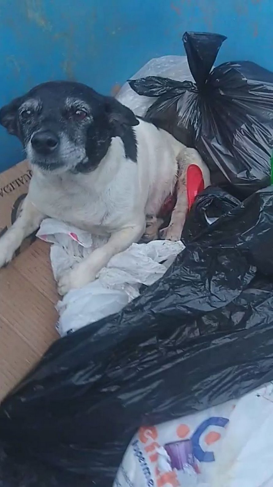 Une chienne souffrant d’une tumeur est jetée dans une benne à ordures comme un déchet