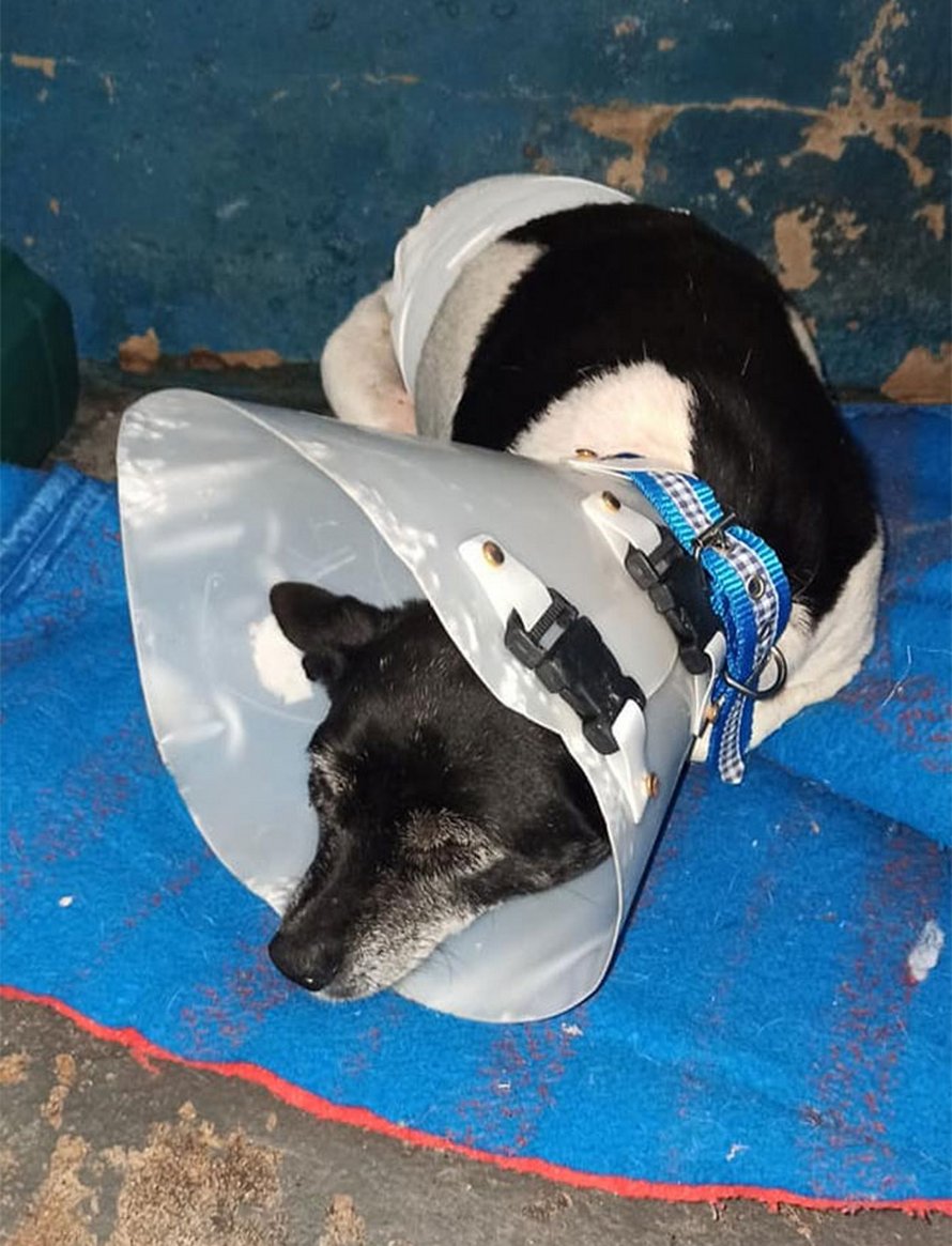 Une chienne souffrant d’une tumeur est jetée dans une benne à ordures comme un déchet