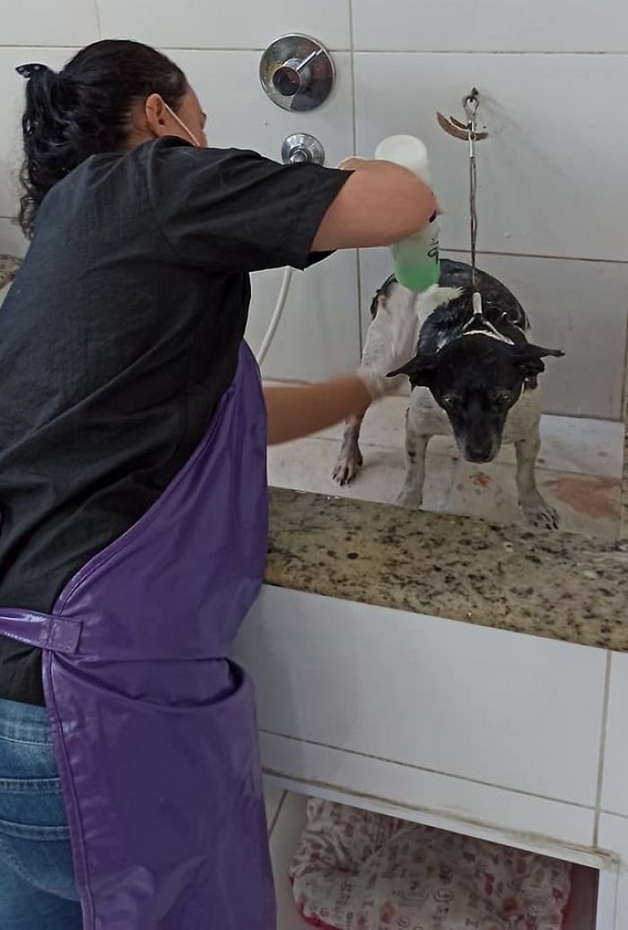 Une chienne souffrant d’une tumeur est jetée dans une benne à ordures comme un déchet