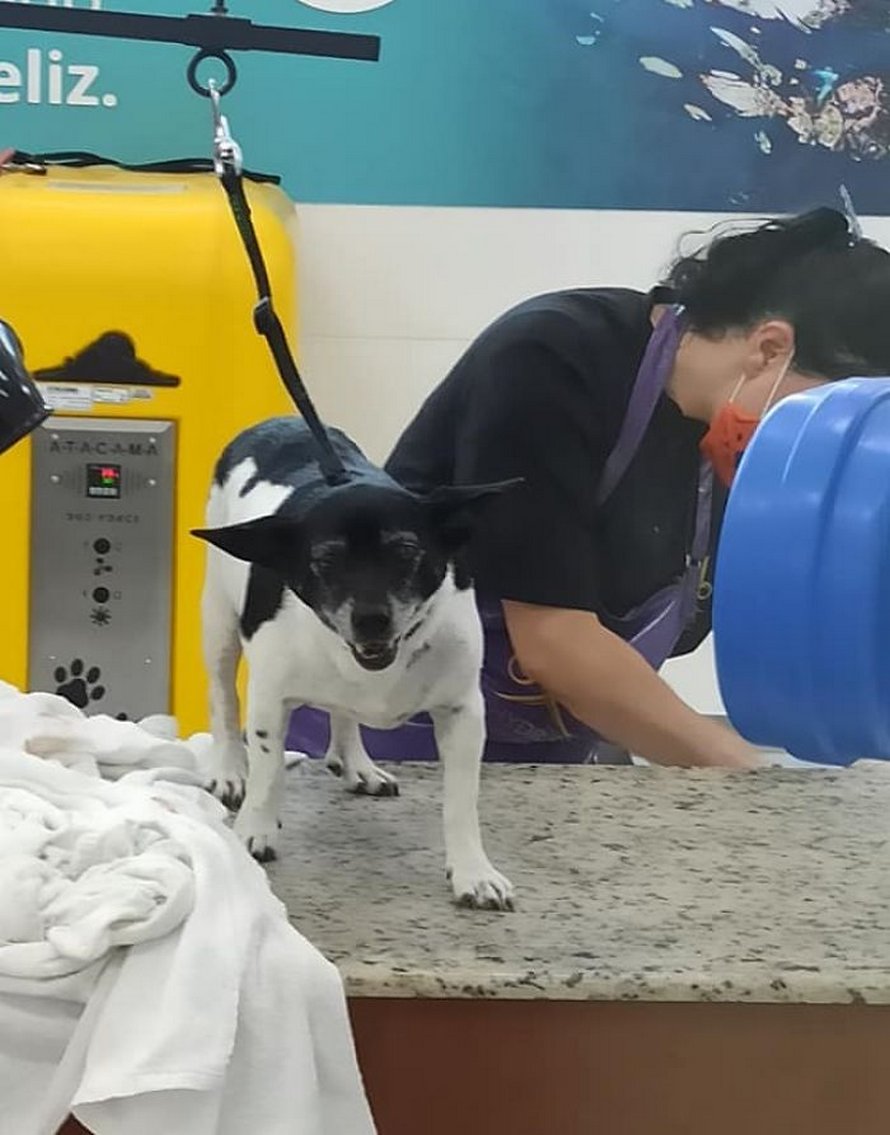 Une chienne souffrant d’une tumeur est jetée dans une benne à ordures comme un déchet