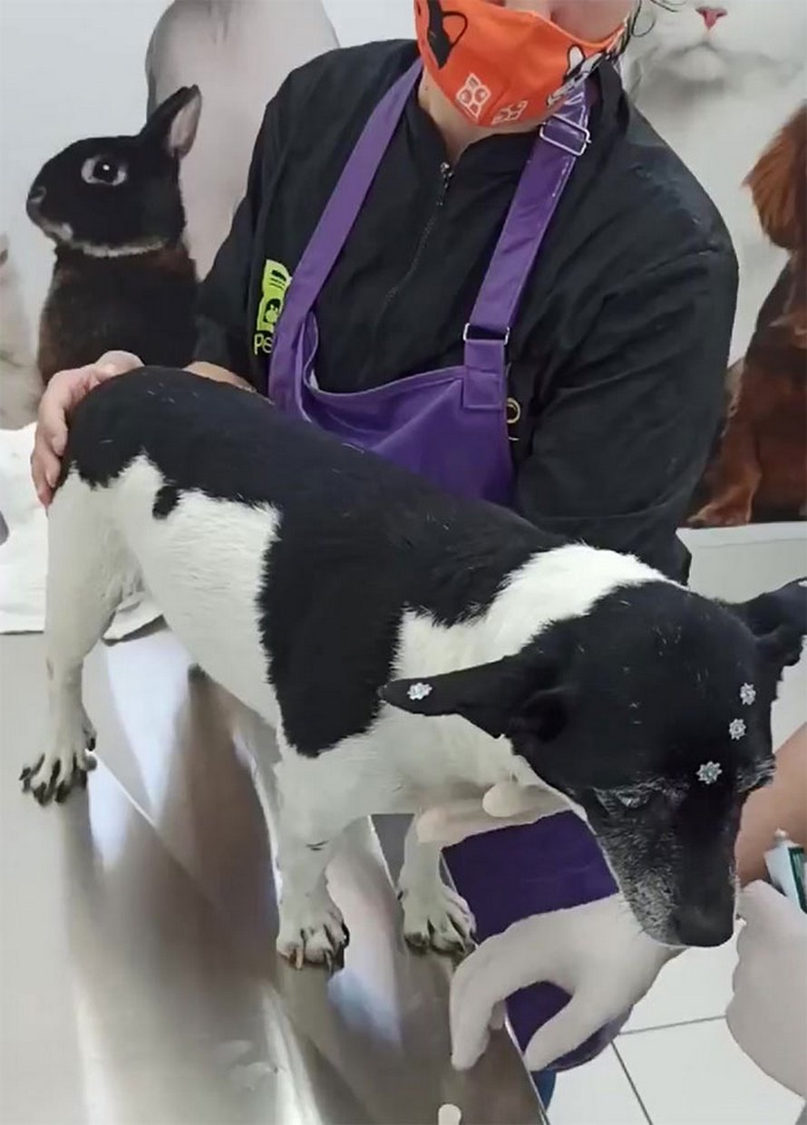 Une chienne souffrant d’une tumeur est jetée dans une benne à ordures comme un déchet