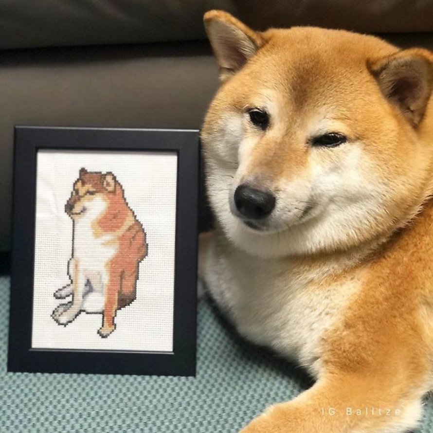 Ce Shiba secouru est la vedette de certains de vos mèmes ...