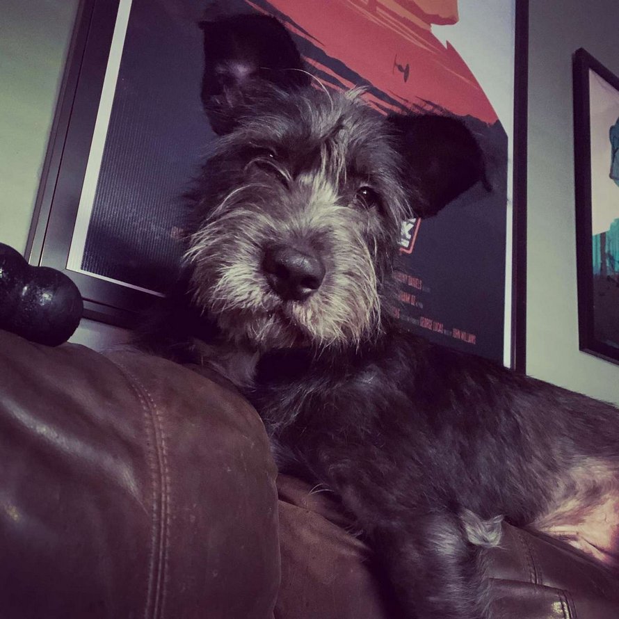 Ce chien a réalisé que la boîte aux lettres est le meilleur endroit pour saluer les voisins