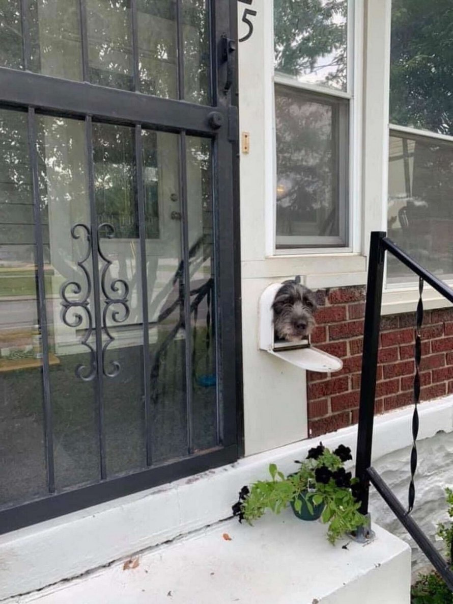 Ce chien a réalisé que la boîte aux lettres est le meilleur endroit pour saluer les voisins