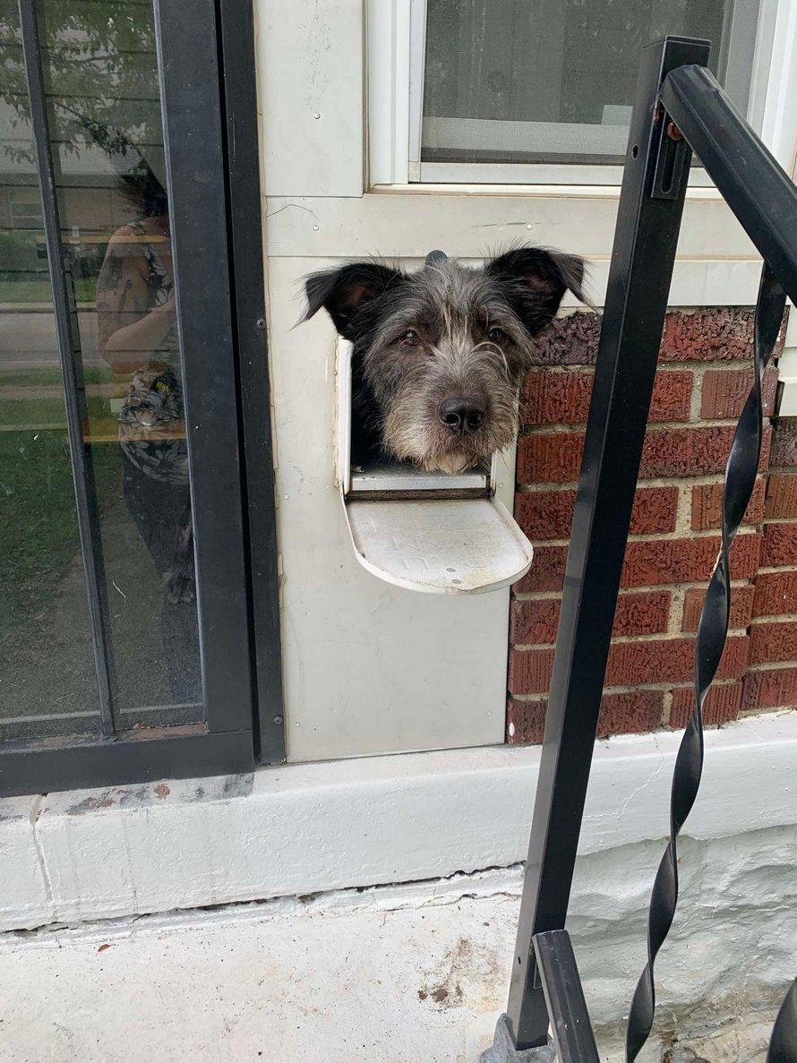 Ce chien a réalisé que la boîte aux lettres est le meilleur endroit pour saluer les voisins