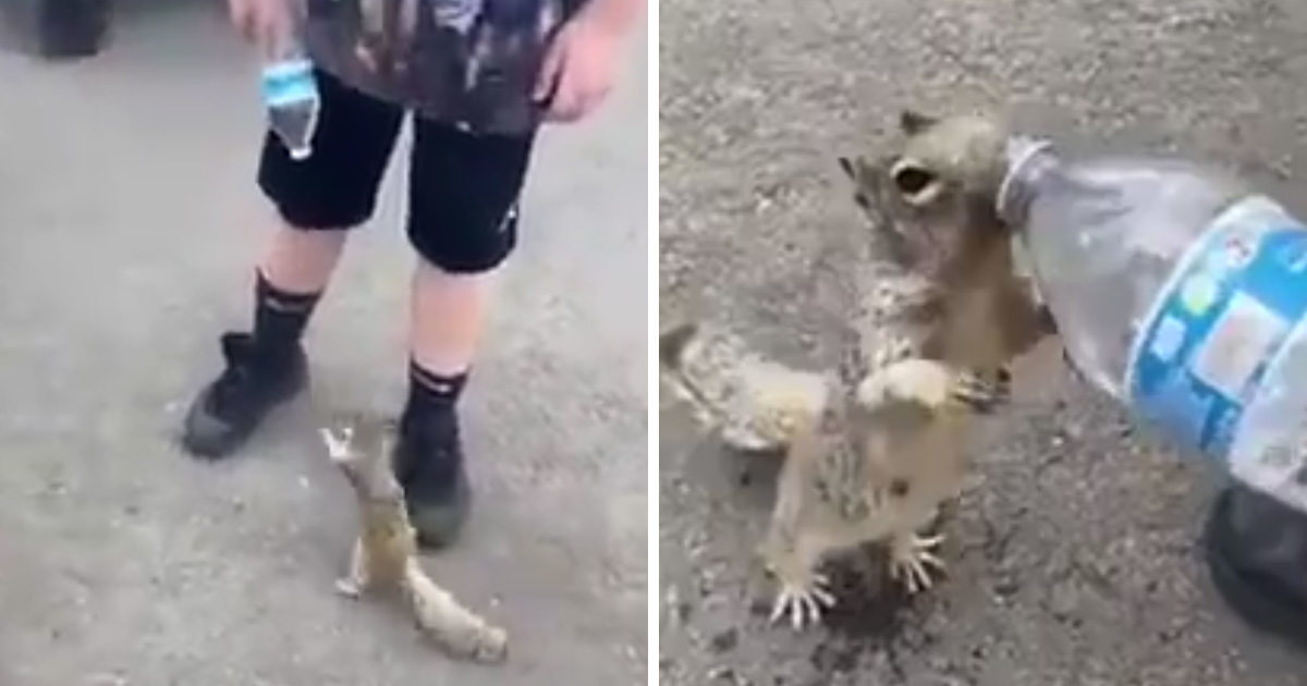 Un écureuil assoiffé supplie un enfant de lui donner de l’eau de sa bouteille