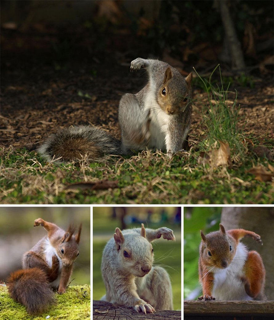 22 Photos Avec Des Commentaires Droles Qui Nous Rappellent Que Les Ecureuils Sont Formidables Ipnoze 22 Photos Avec Des Commentaires Droles Qui Nous Rappellent Que Les Ecureuils Sont Formidables Ipnoze