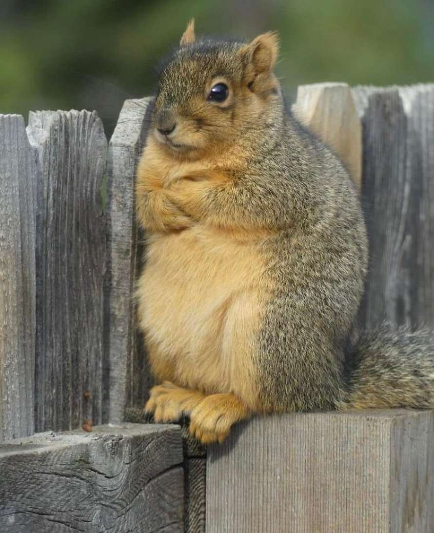 22 photos avec des commentaires drôles qui nous rappellent que les écureuils sont formidables