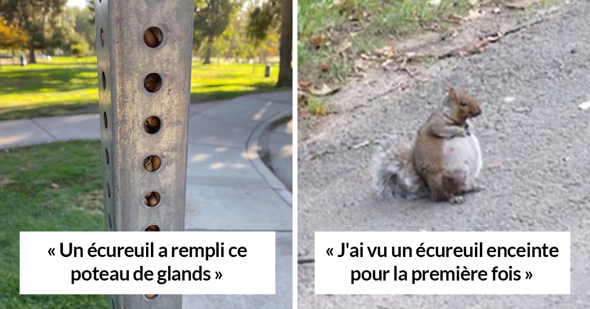 22 Photos Avec Des Commentaires Droles Qui Nous Rappellent Que Les Ecureuils Sont Formidables Ipnoze 22 Photos Avec Des Commentaires Droles Qui Nous Rappellent Que Les Ecureuils Sont Formidables Ipnoze