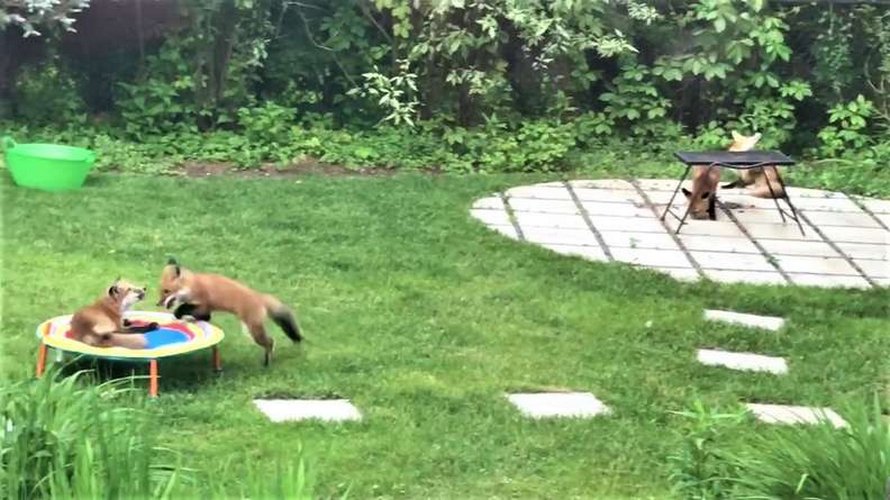 Une famille d’adorables petits renards n’arrête pas de visiter le jardin d’un homme