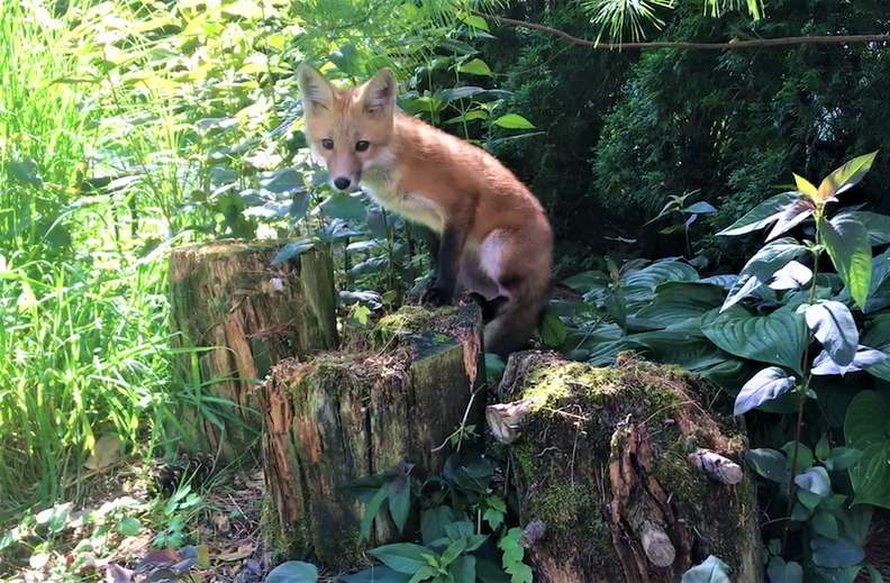 Une famille d’adorables petits renards n’arrête pas de visiter le jardin d’un homme