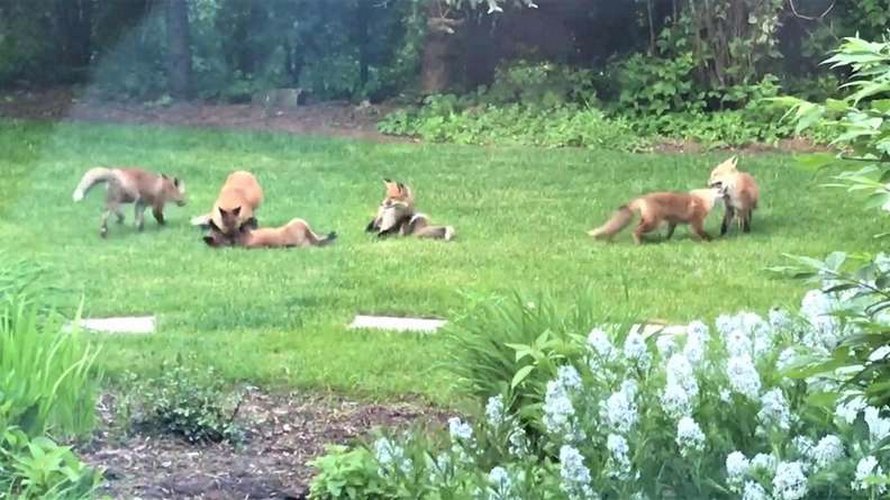Une famille d’adorables petits renards n’arrête pas de visiter le jardin d’un homme