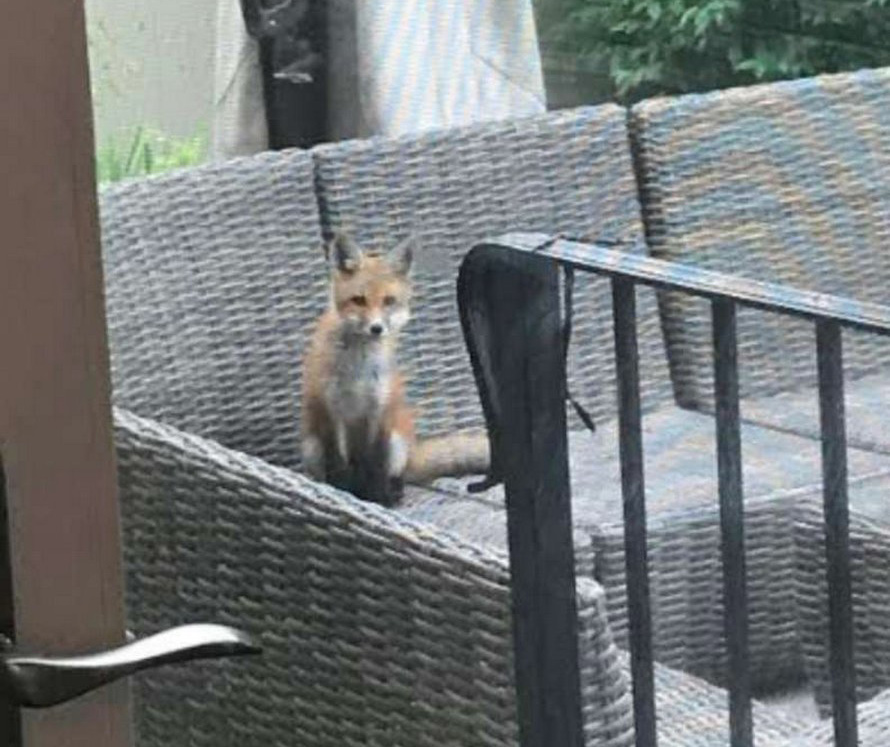 Une famille d’adorables petits renards n’arrête pas de visiter le jardin d’un homme