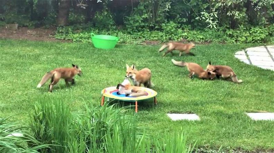 Une famille d’adorables petits renards n’arrête pas de visiter le jardin d’un homme