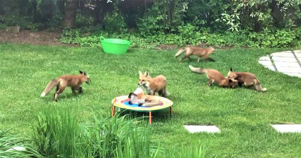 Une famille d’adorables petits renards n’arrête pas de visiter le jardin d’un homme