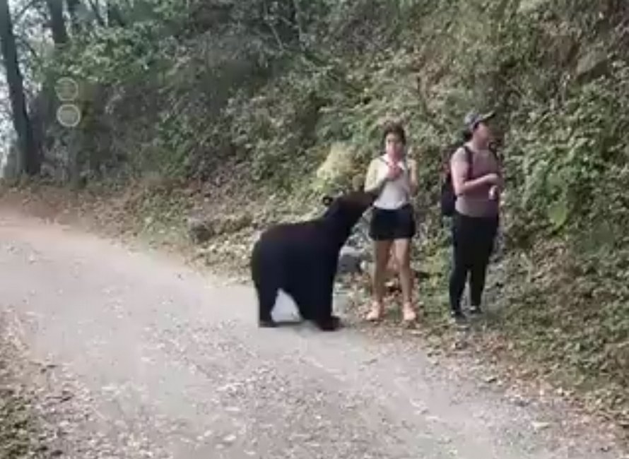 Un ours noir s’approche de randonneuses incroyablement calmes dans ces images à couper le souffle