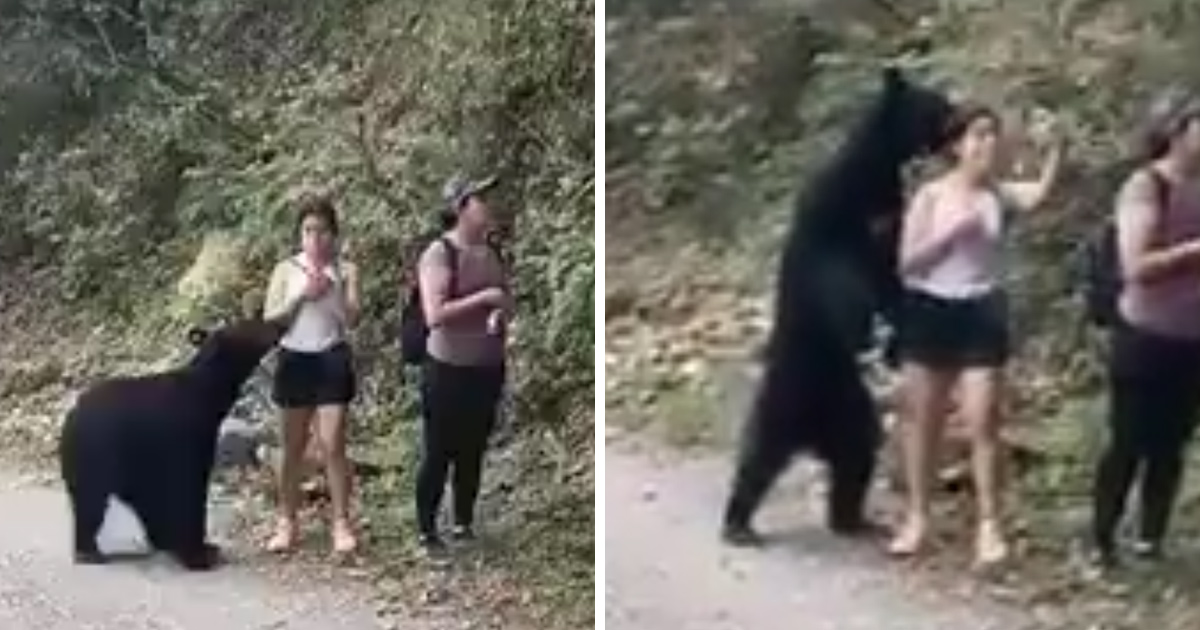 Un ours noir s’approche de randonneuses incroyablement calmes dans ces images à couper le souffle