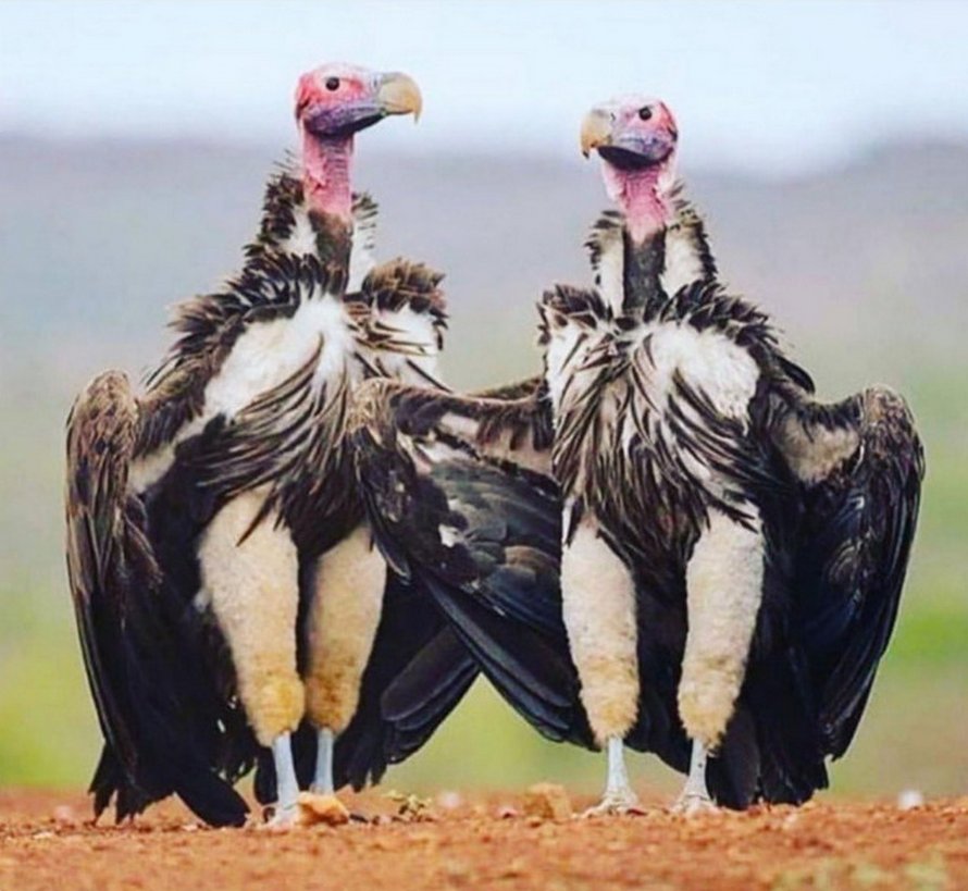 Ces images d’oiseaux avec des messages hilarants sont trop bonnes pour ne pas être partagées