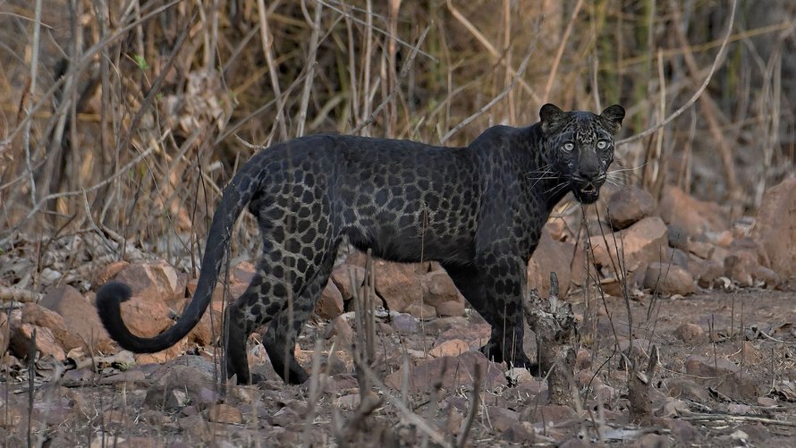 Inde: découverte d'une espèce rare de Leopard noir