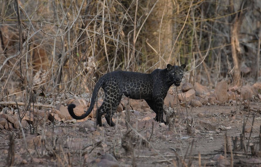 De superbes clichés d’un rare léopard noir ont été capturés par un touriste en Inde