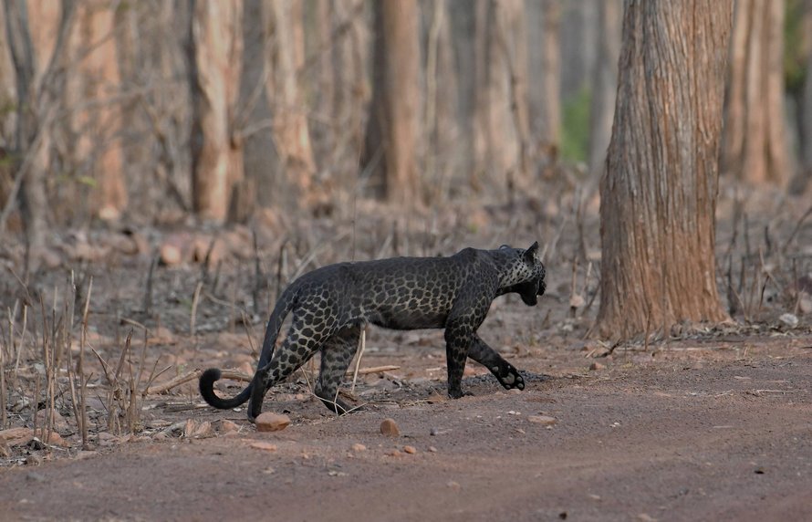 De superbes clichés d’un rare léopard noir ont été capturés par un touriste en Inde