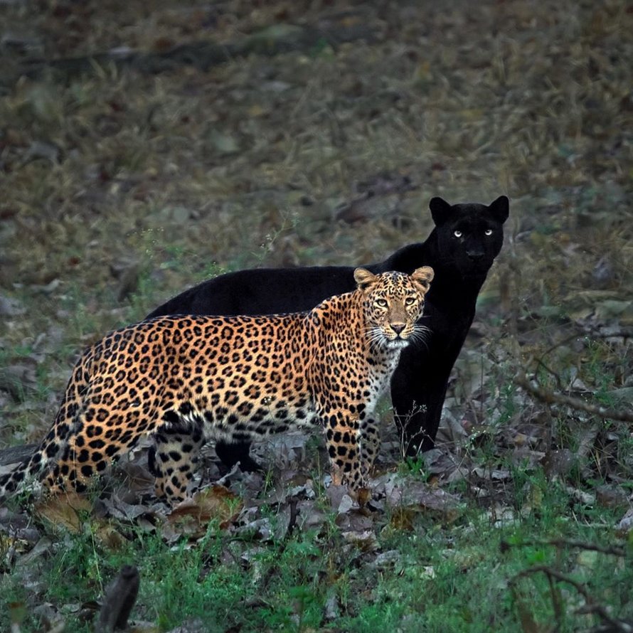 Un photographe animalier patiente pendant 6 jours pour prendre la photo parfaite d’un léopard et d’une panthère noire