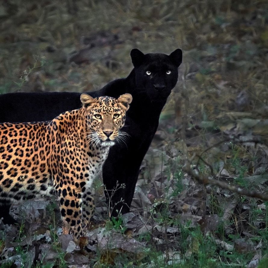 Un photographe animalier patiente pendant 6 jours pour prendre la photo parfaite d’un léopard et d’une panthère noire