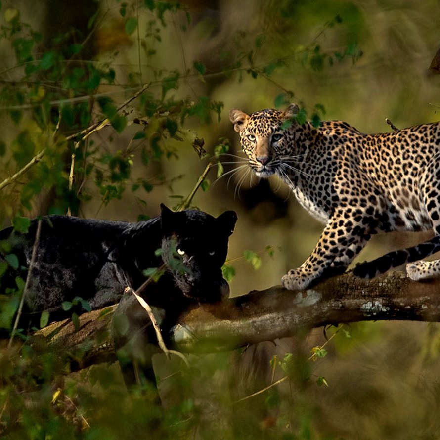 Un photographe animalier patiente pendant 6 jours pour prendre la photo parfaite d’un léopard et d’une panthère noire