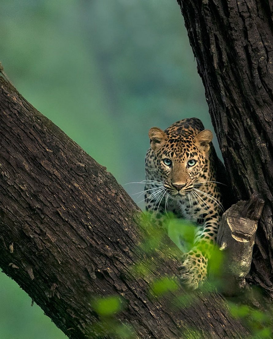 Un photographe animalier patiente pendant 6 jours pour prendre la photo parfaite d’un léopard et d’une panthère noire