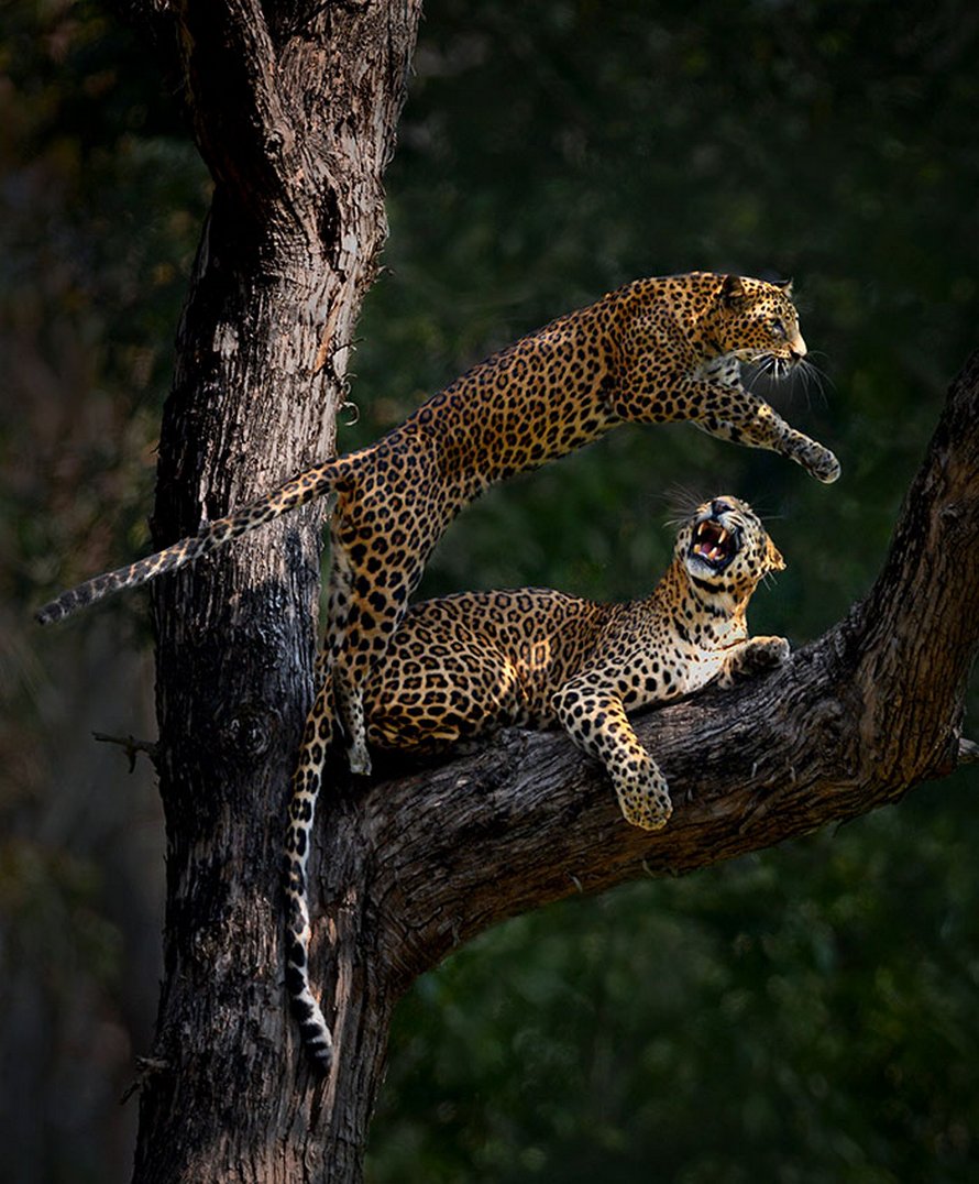Un photographe animalier patiente pendant 6 jours pour prendre la photo parfaite d’un léopard et d’une panthère noire
