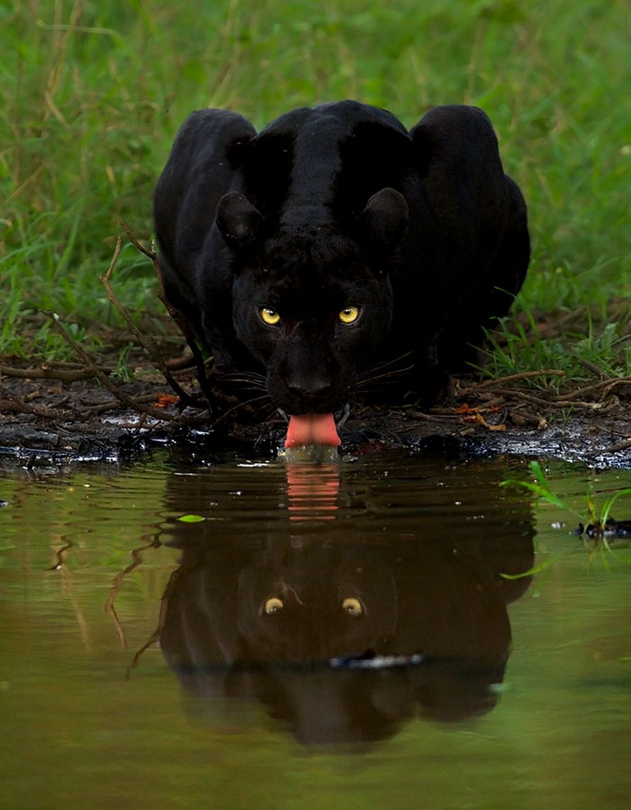 Un photographe animalier patiente pendant 6 jours pour prendre la photo parfaite d’un léopard et d’une panthère noire