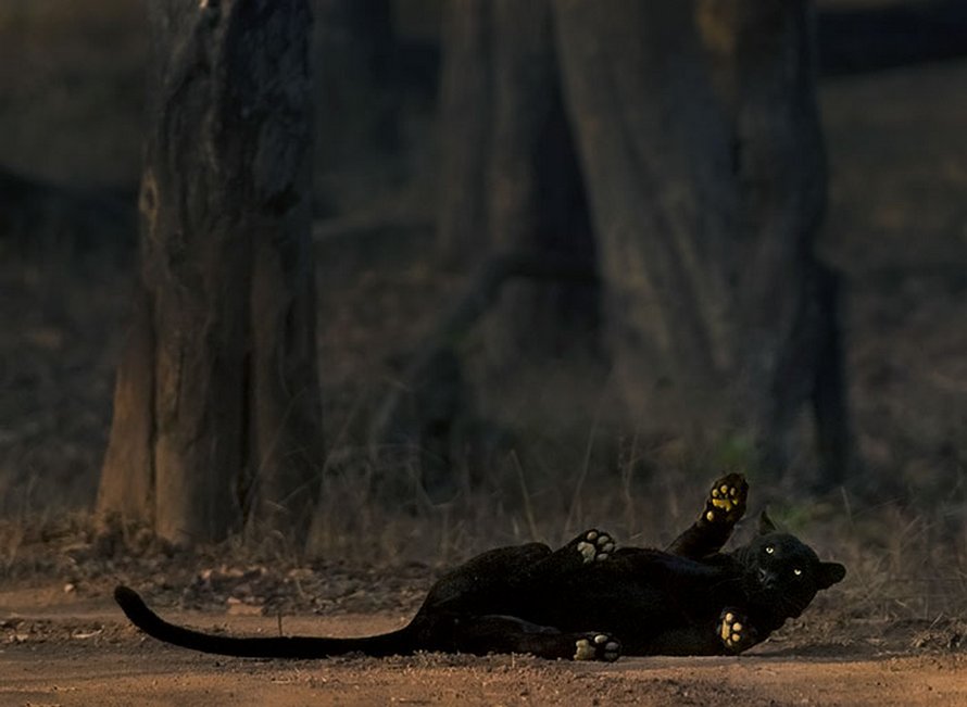 Un photographe animalier patiente pendant 6 jours pour prendre la photo parfaite d’un léopard et d’une panthère noire